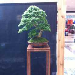 Buxus Microphylla Compacta - Brian Donnelly